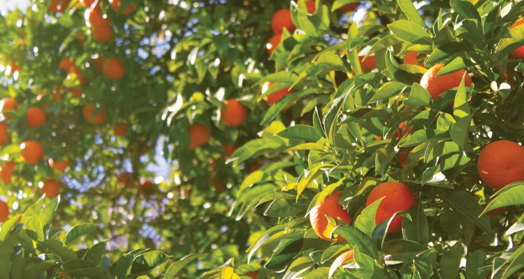 12-2025-safra-laranja-banner-1024x546 (1).jpg