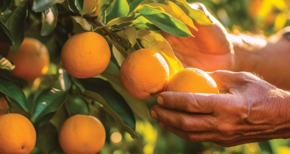 03-2026-laranja-banner-1024x546.jpg