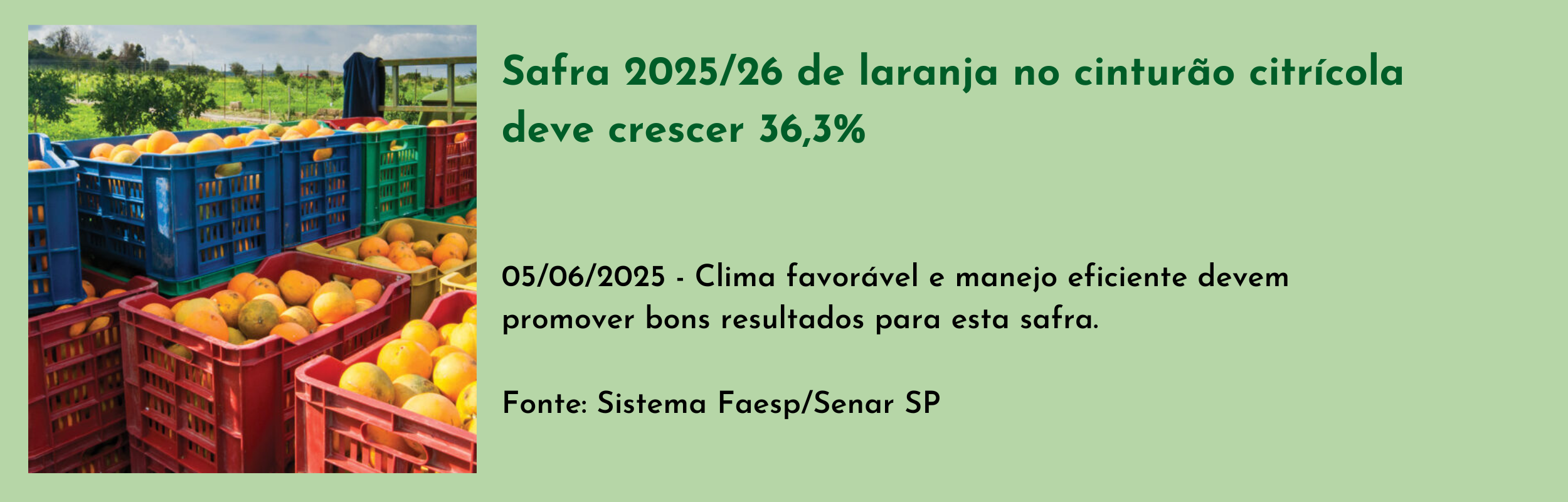 Safra 202526 de laranja no cinturão citrícola deve crescer 36,3%.png