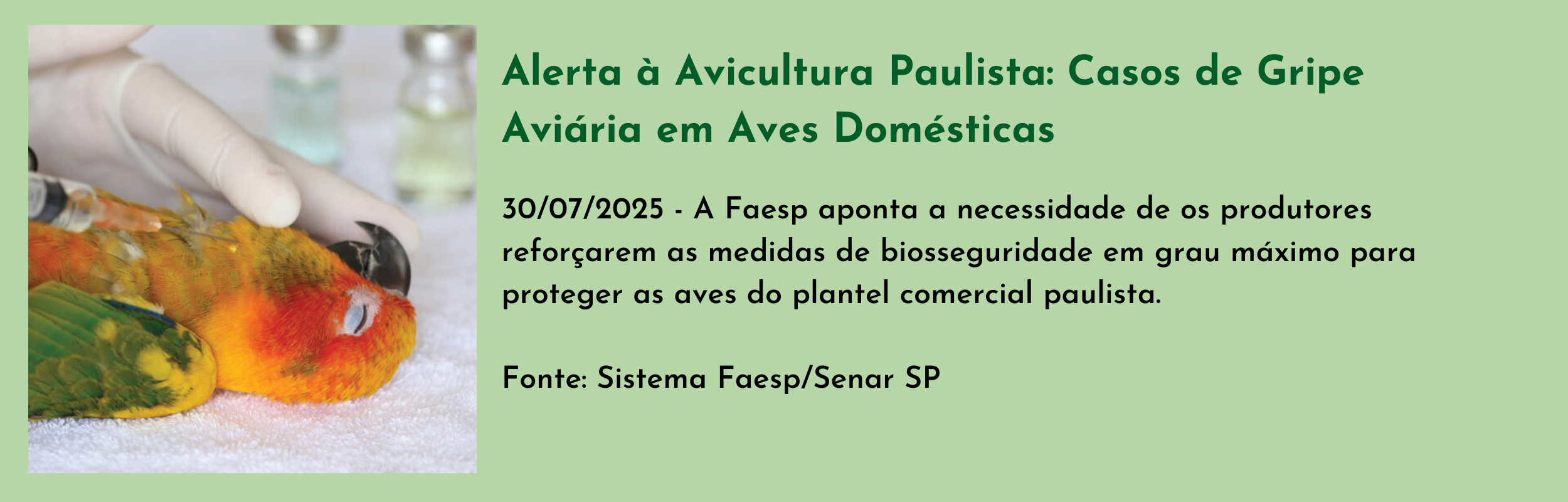 Alerta à Avicultura Paulista Casos de Gripe Aviária em Aves Domésticas.png