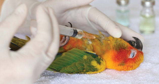BANNER-GRIPE-AVIARIA-1024x546.jpg